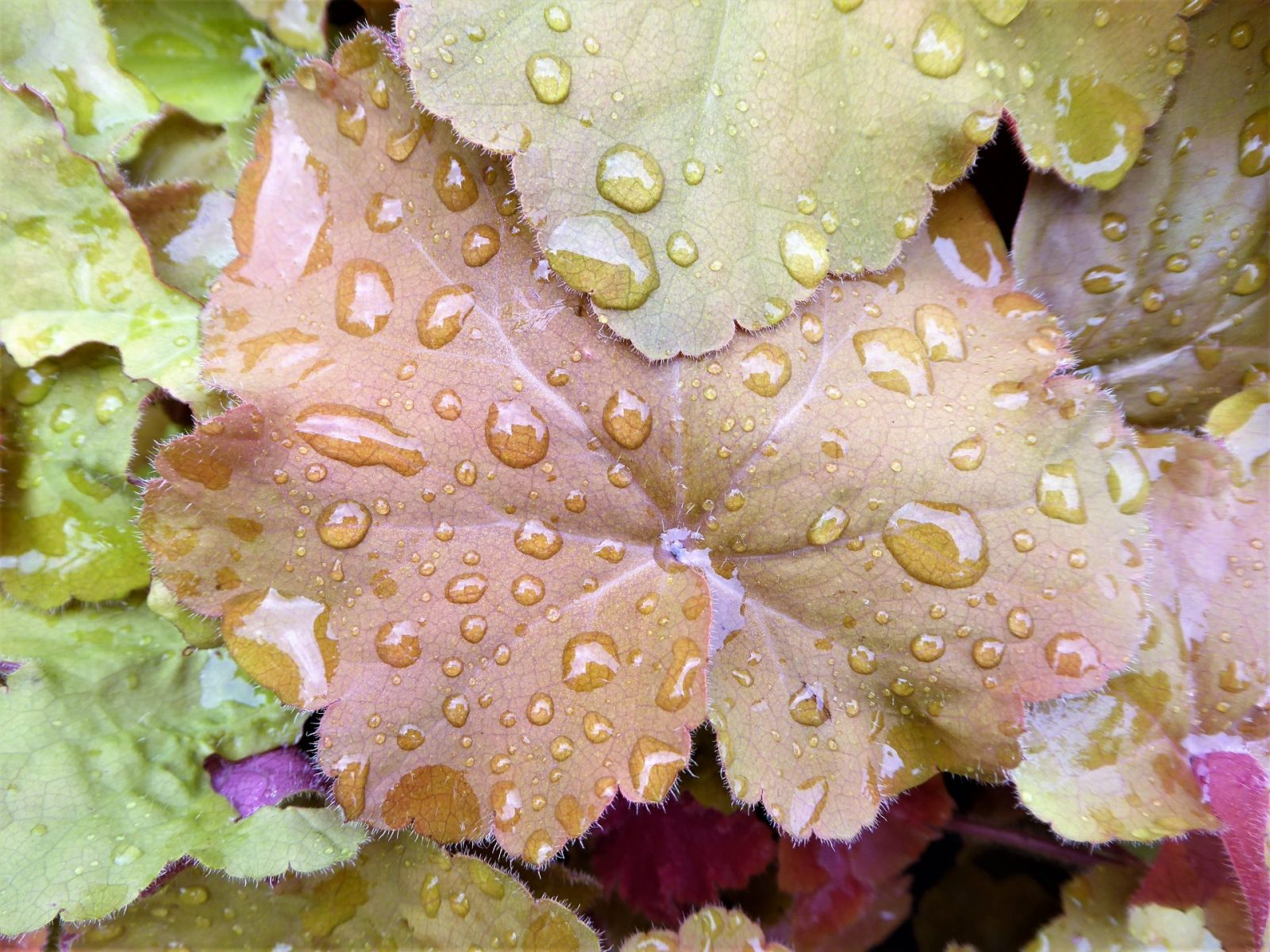 2022-09-10 Tropfen (1)