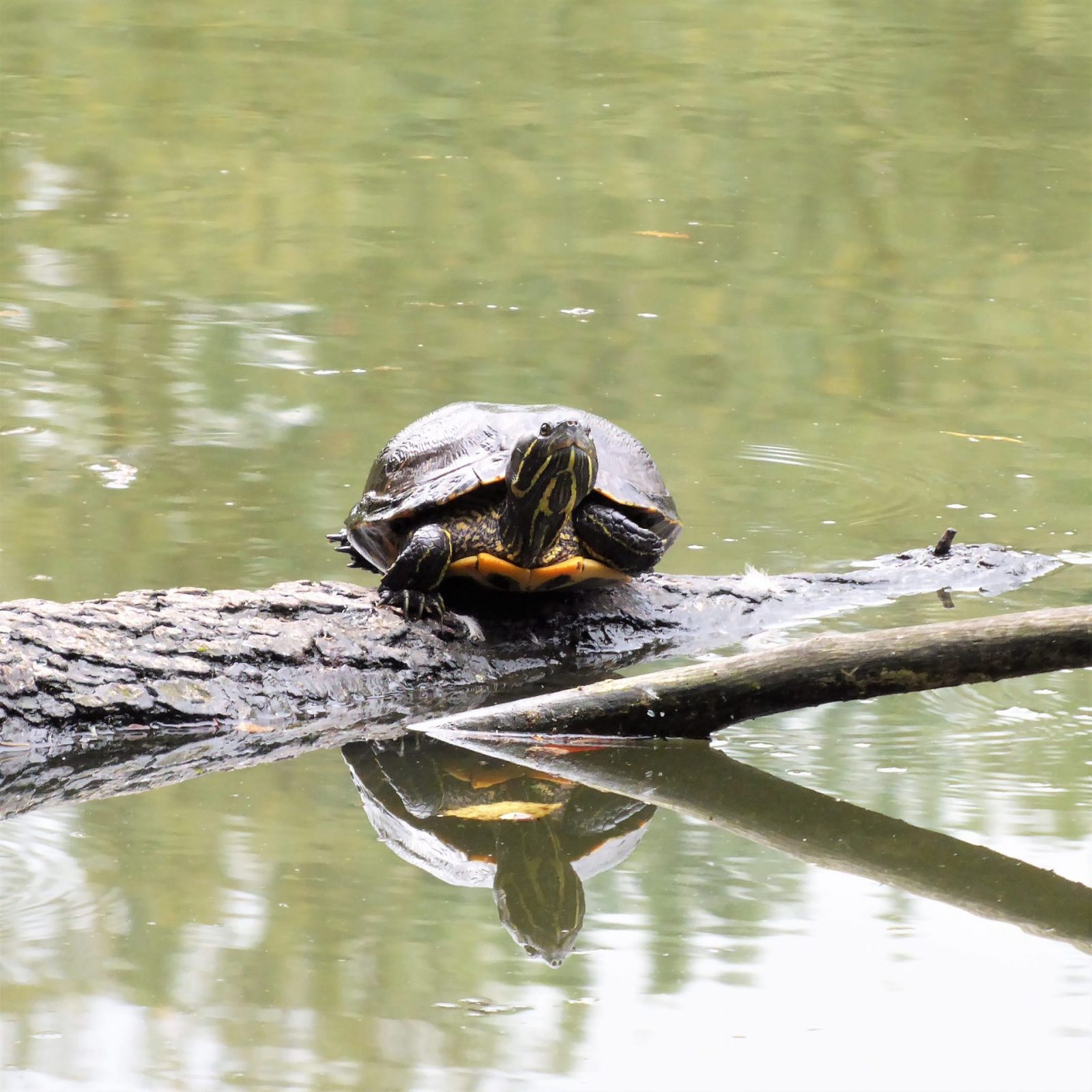 2022-09-10 schildkröte Wasser (1)
