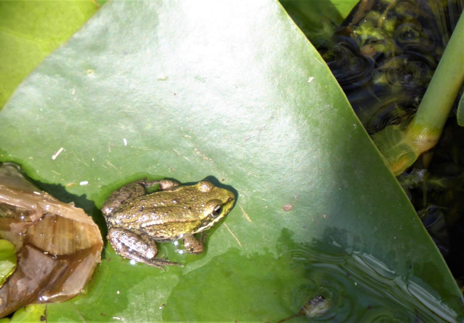 2022-09-13 Lurche Karlshöhe (1)