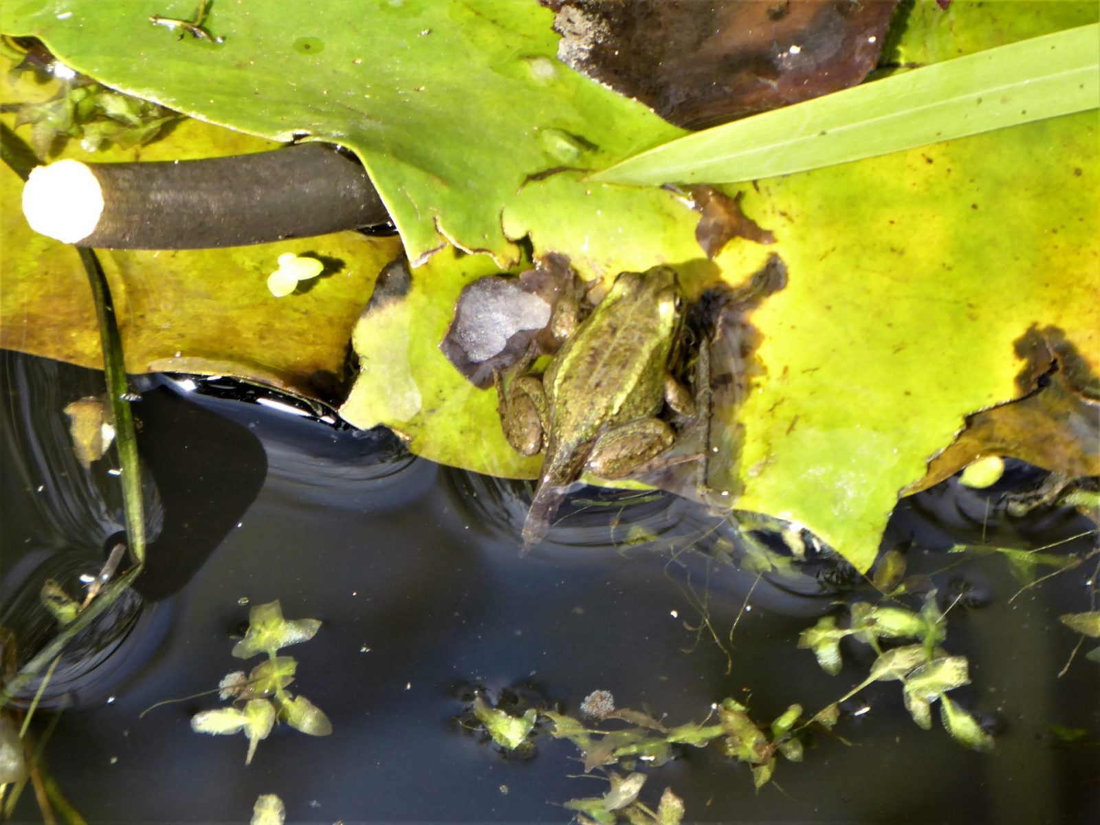2022-09-13 Lurche Karlshöhe (3)