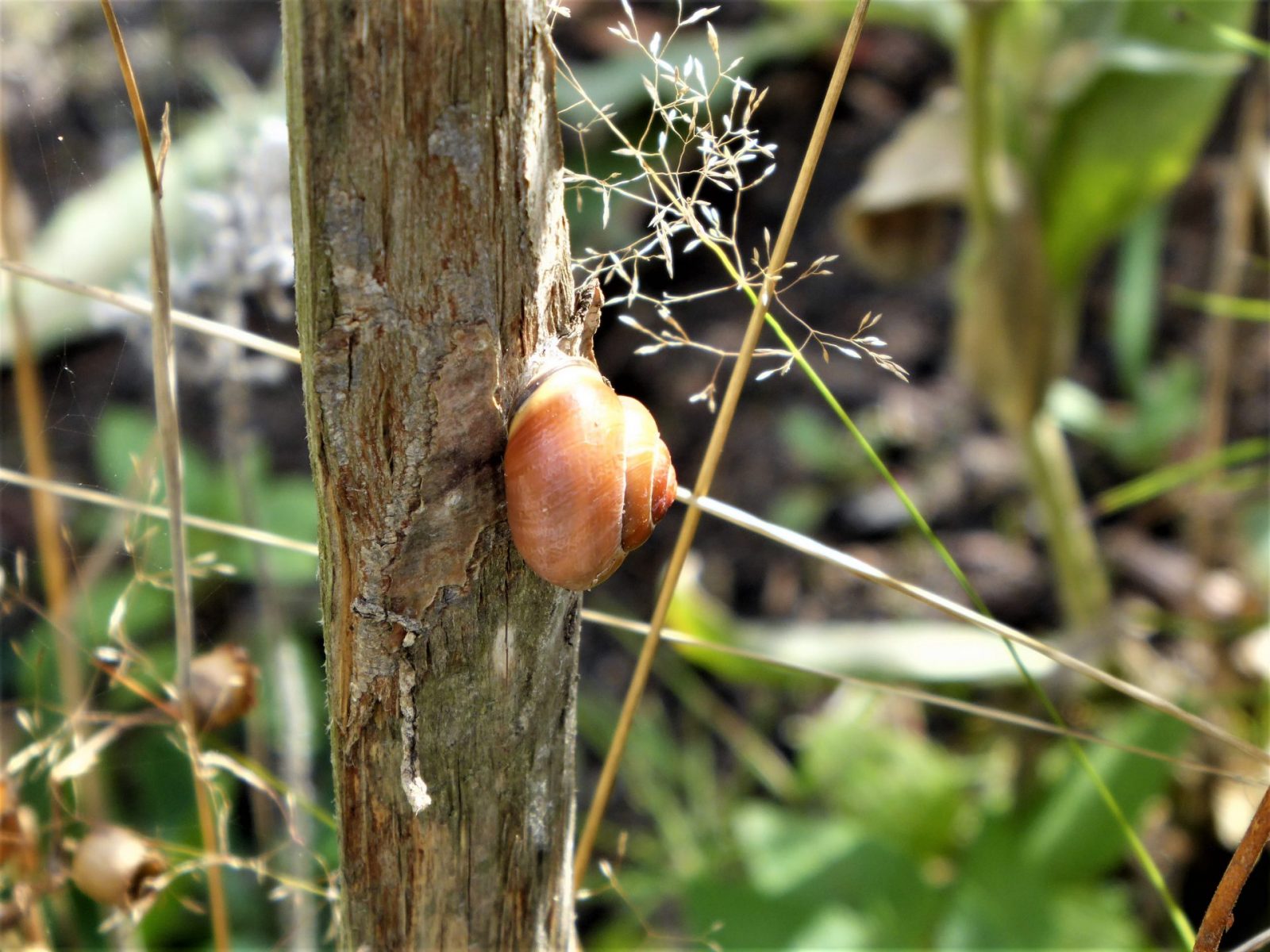 2022-09-13 Schnecke Karlshöhe