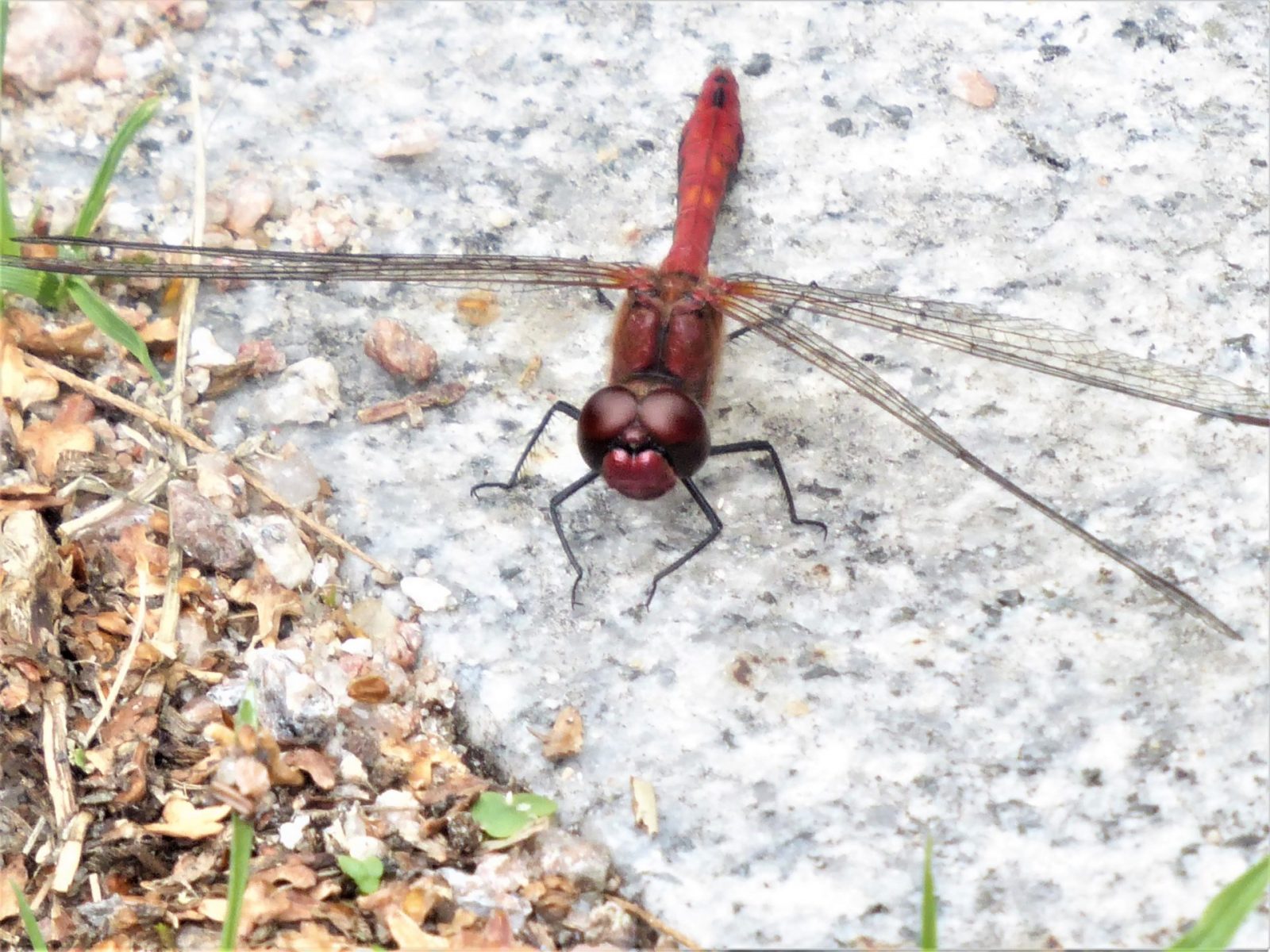 2022-09-14 rote Libelle (3)