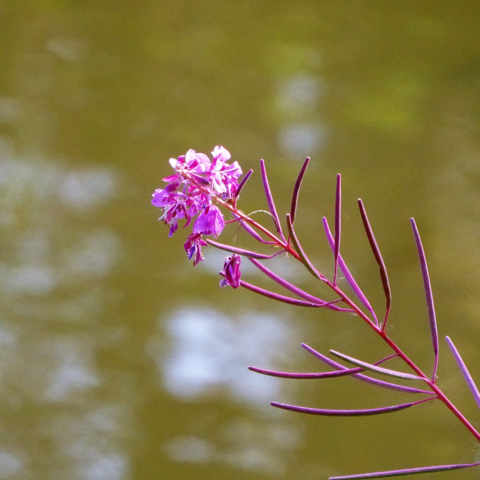 2022-09-22 FederLeicht (1)