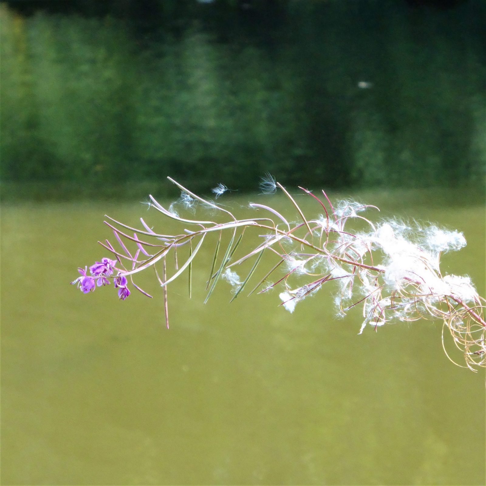 2022-09-22 FederLeicht (4)