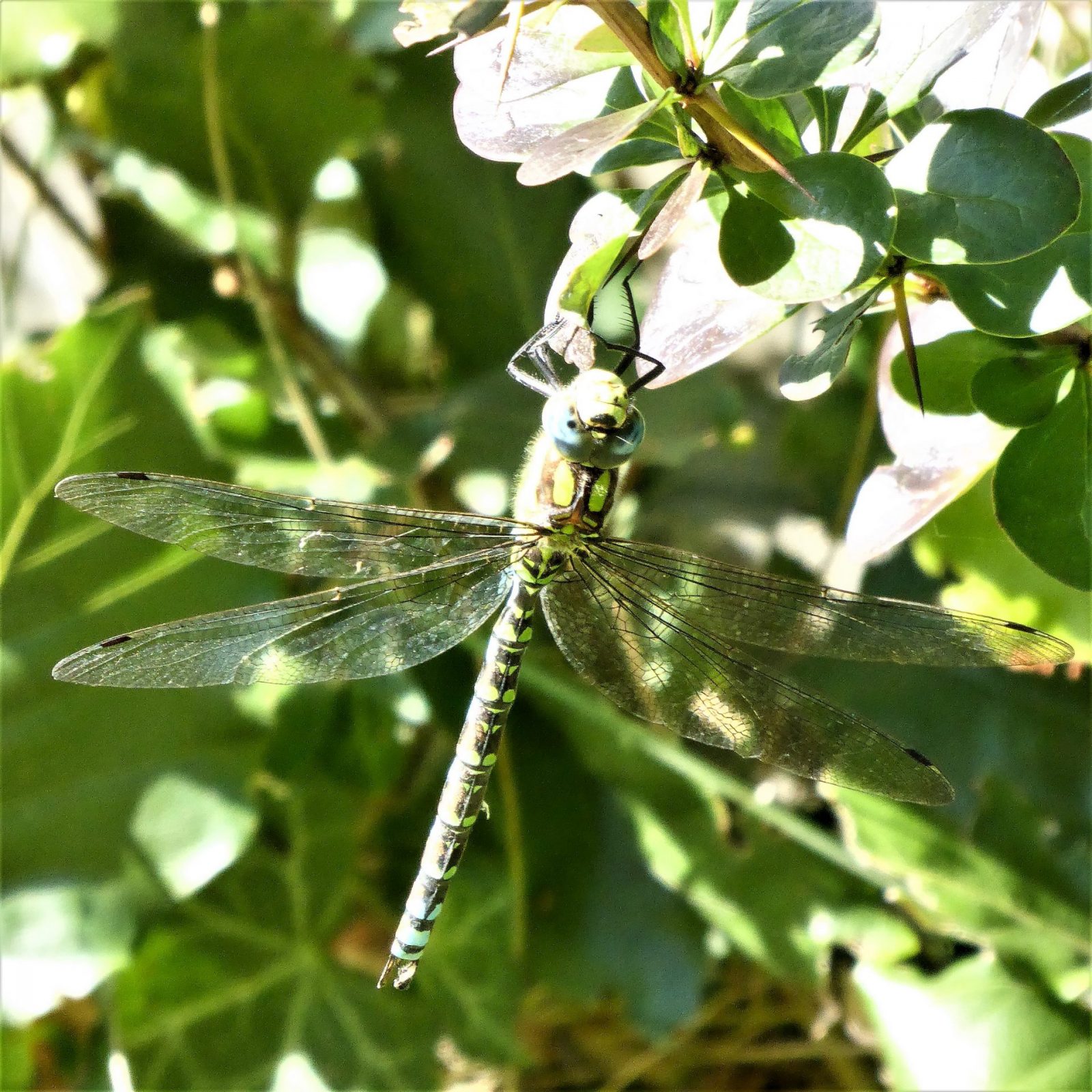 2022-09-22 Ohlsd Libelle (1)