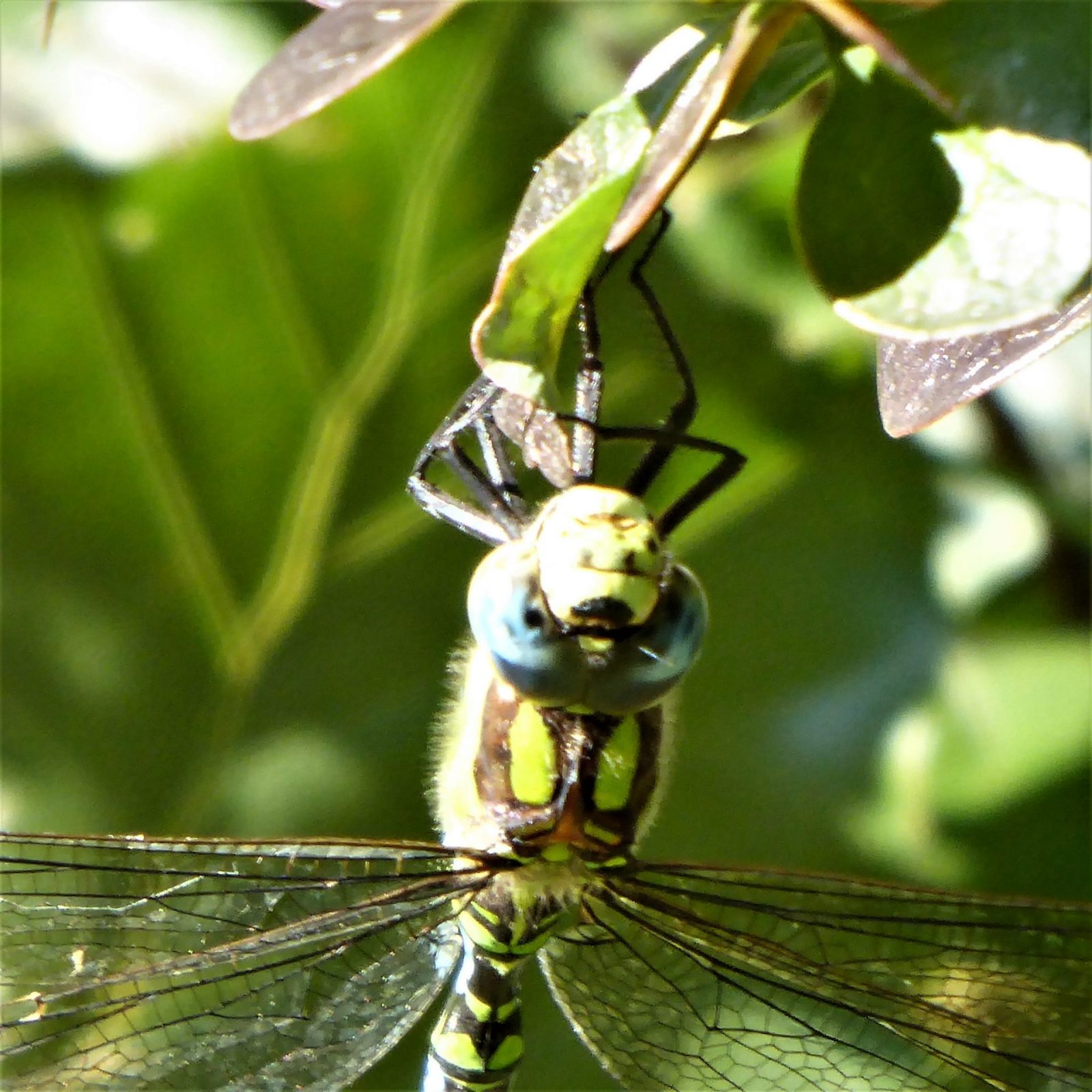 2022-09-22 Ohlsd Libelle (3)