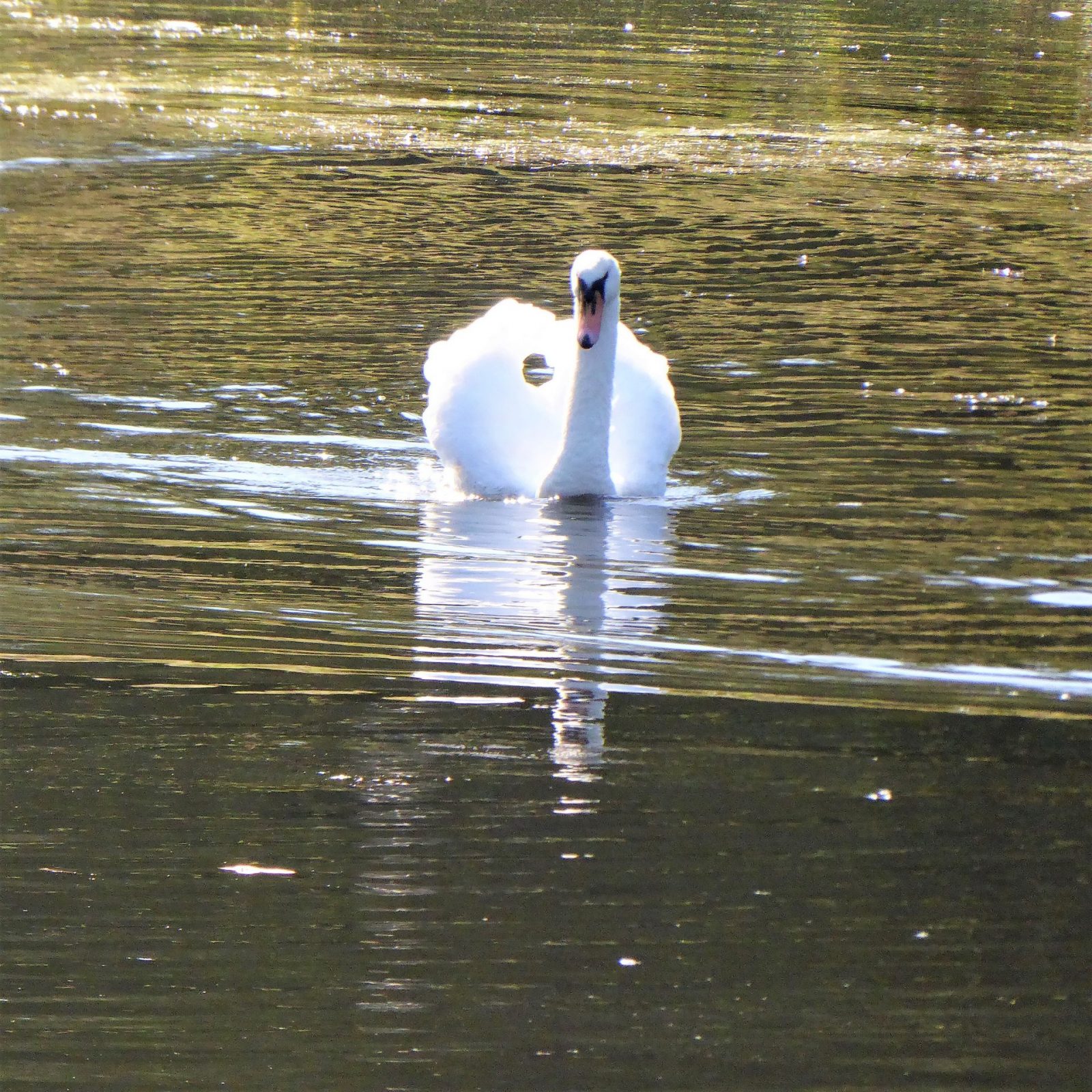 2022-09-22 Ohlsd Schwan (12)