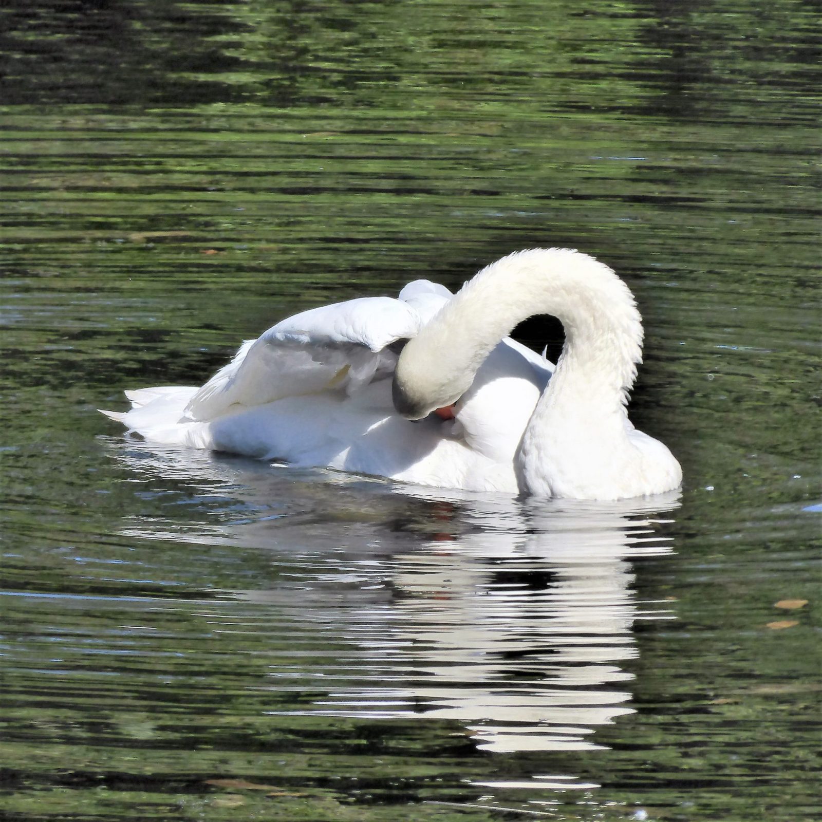 2022-09-22 Ohlsd Schwan (2)