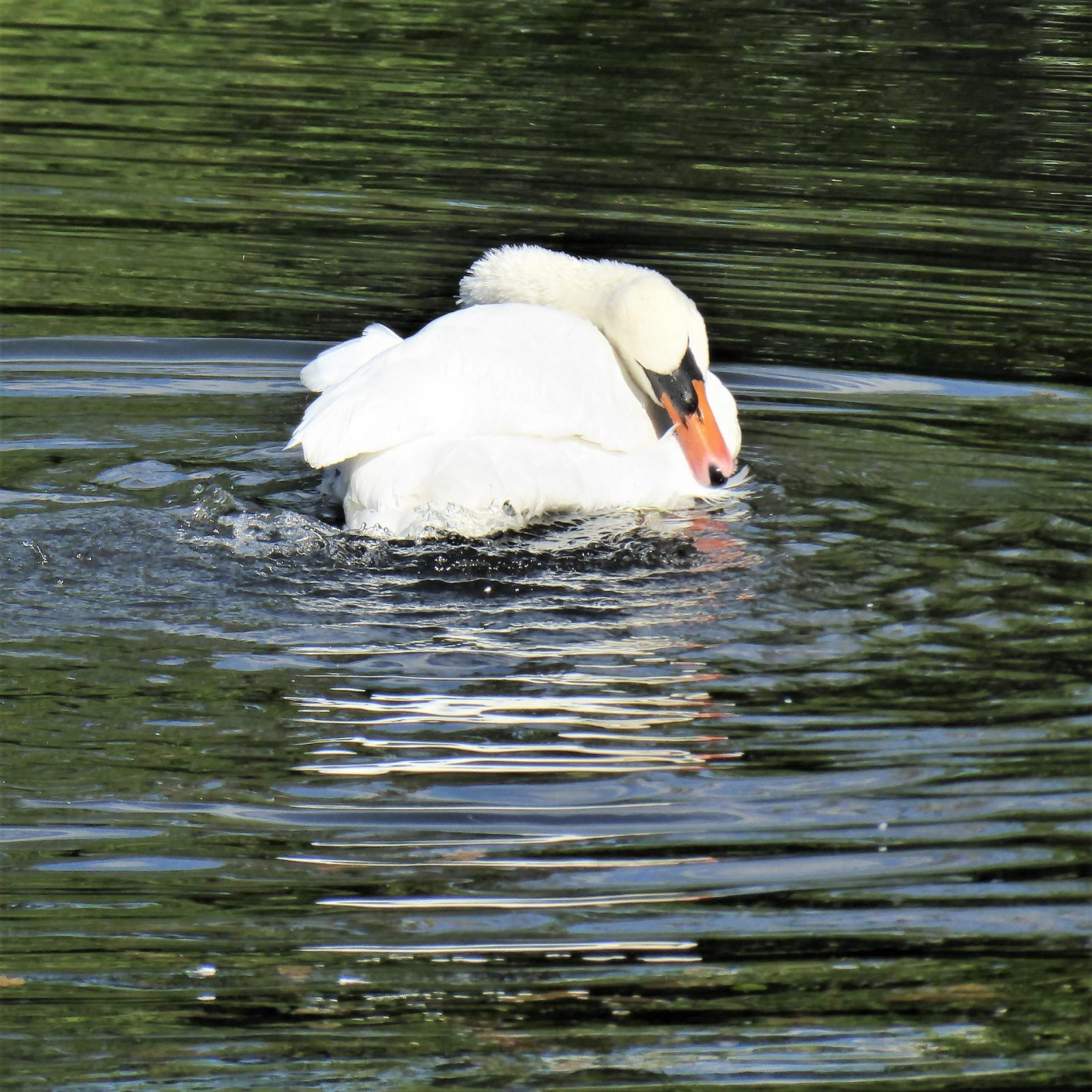 2022-09-22 Ohlsd Schwan (3)