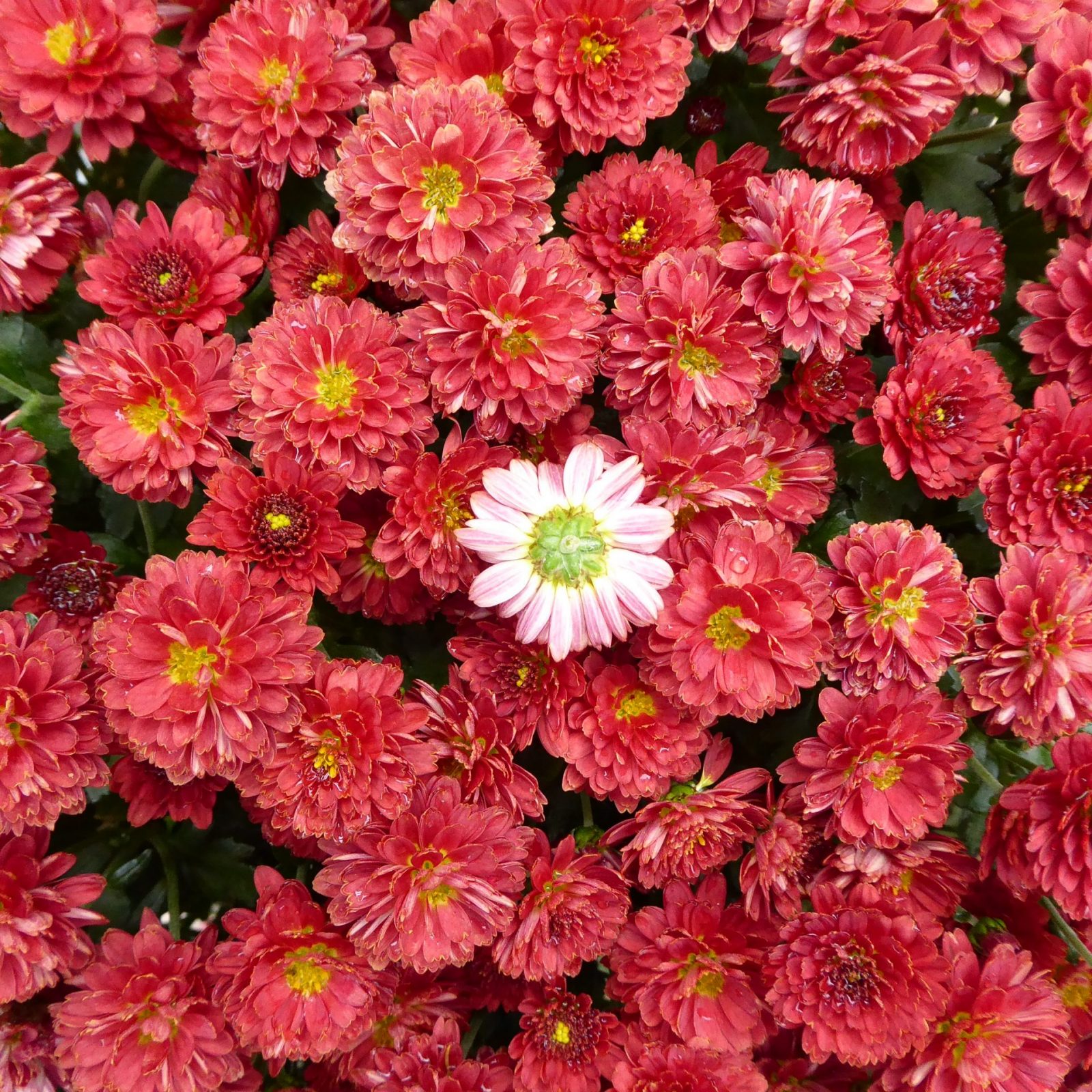 2022-10-03 Chrysanthemen (2)