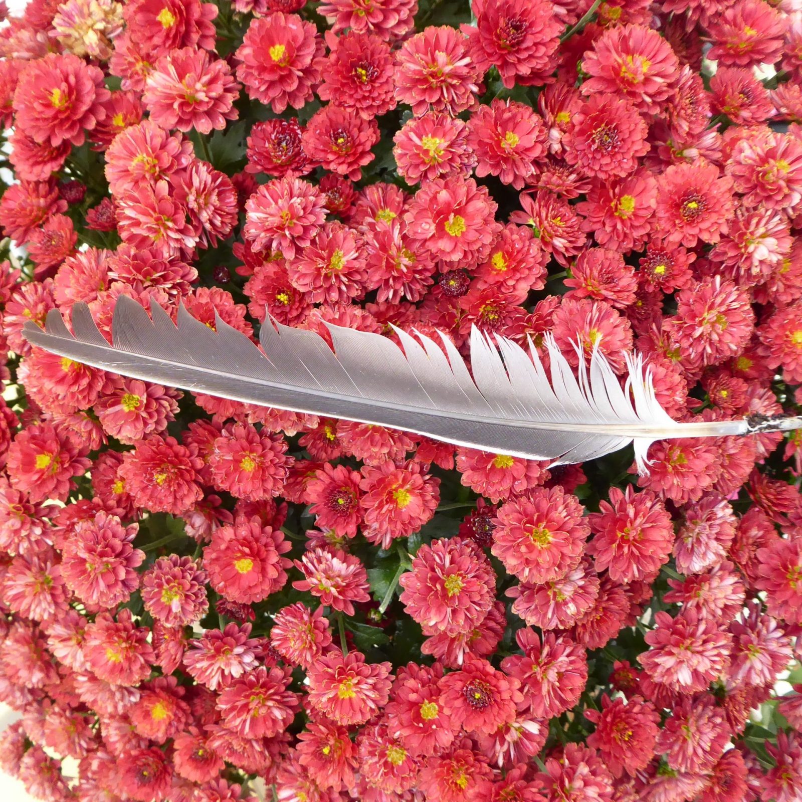 2022-10-03 Chrysanthemen (3)