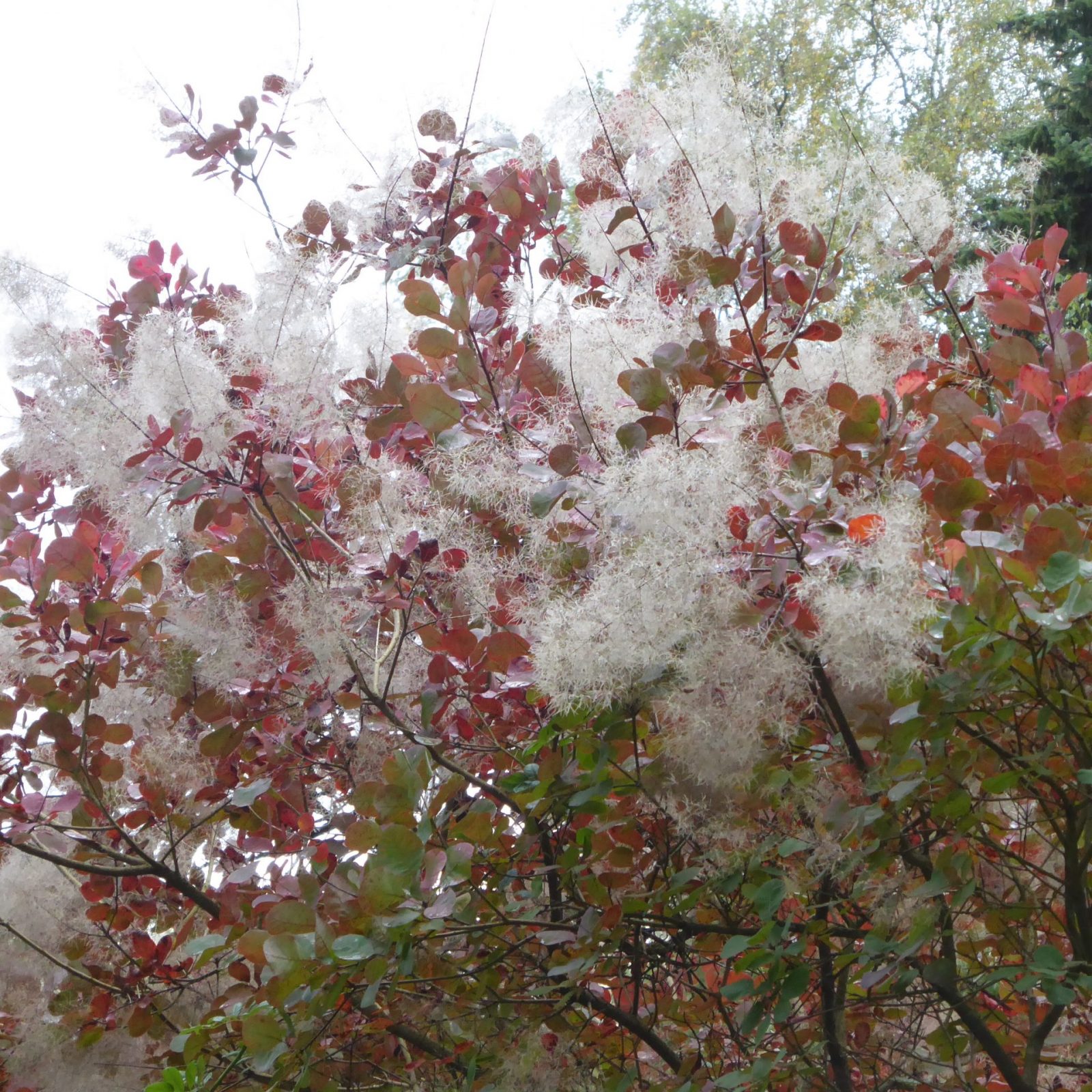 2022-10-03 Ohlsdorfer Laub (3)