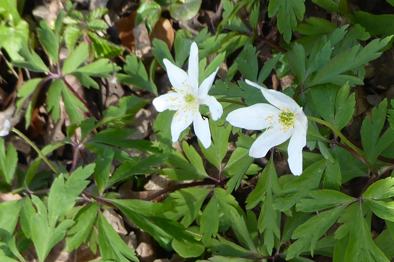 20220412 Gelpe (103)a