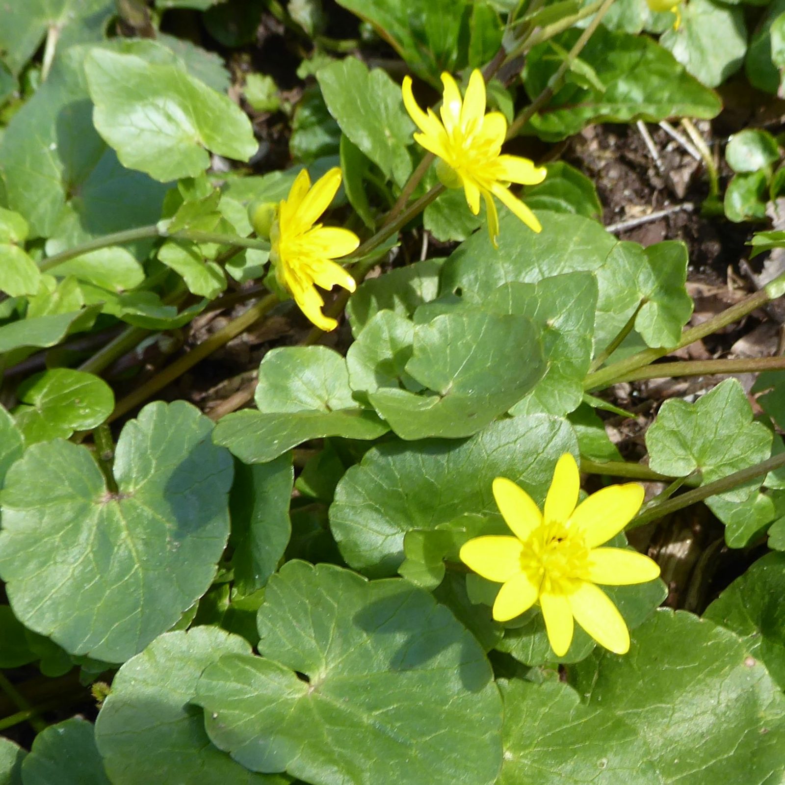 20220412 Gelpe (104)a