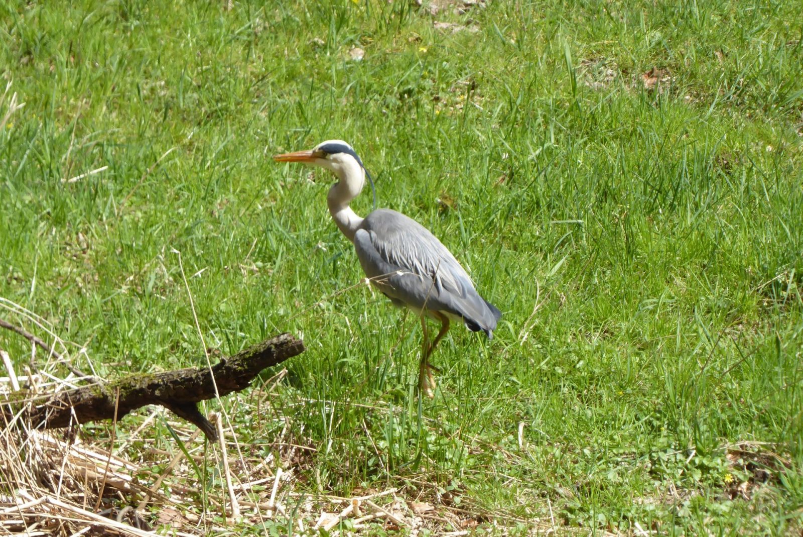 20220412 Gelpe (162)