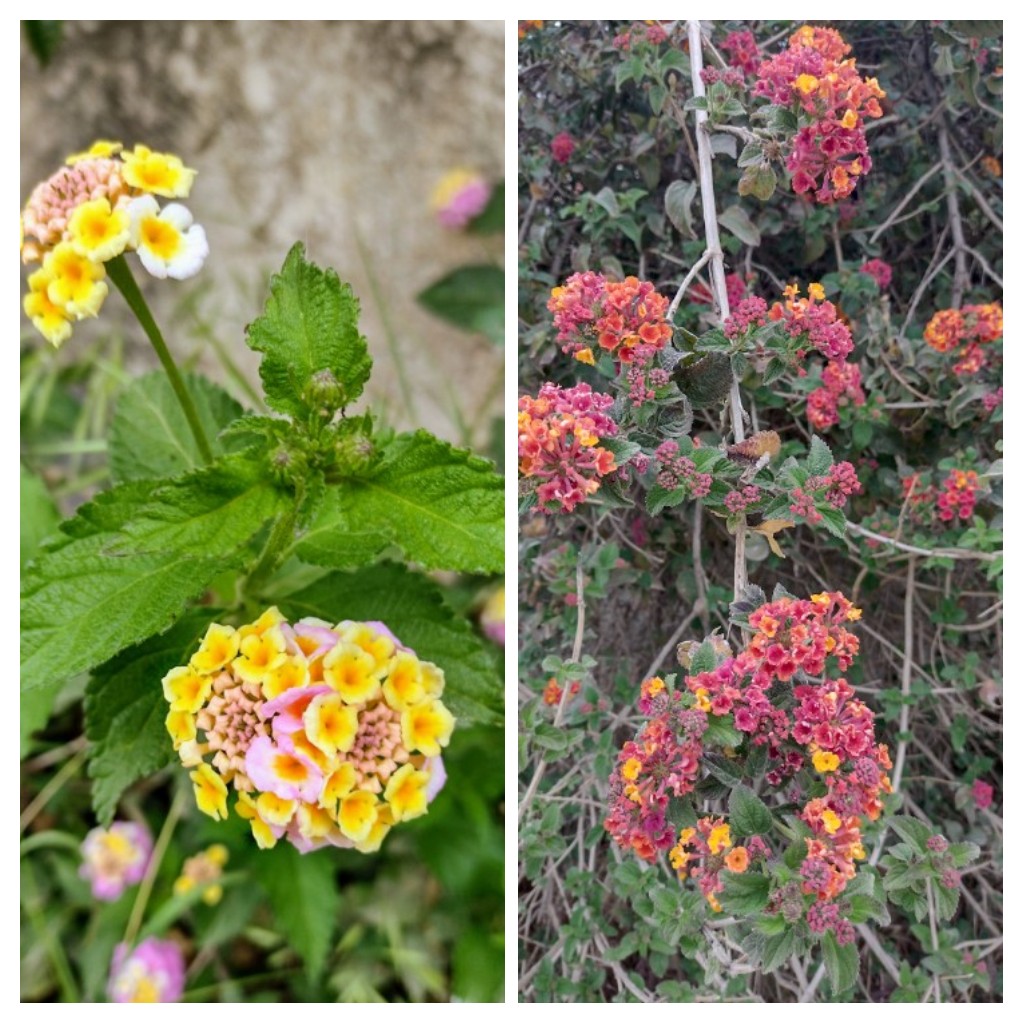 20220502_184231-COLLAGE