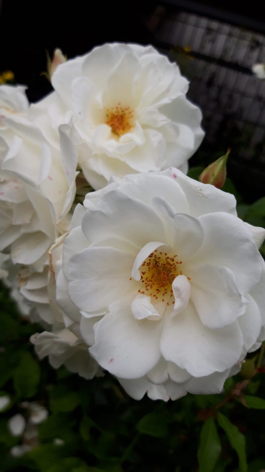 20220610 Schwimmoper (117)