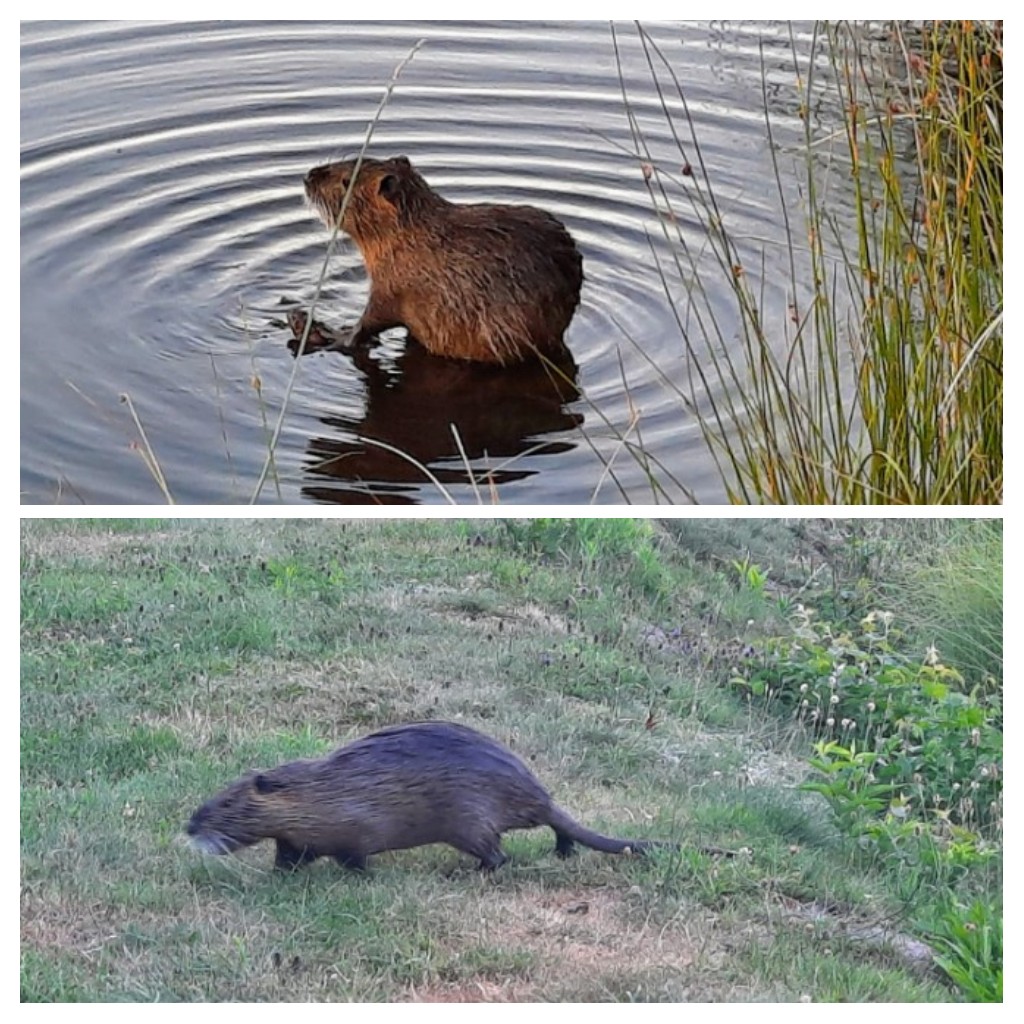 20220721_071245-COLLAGE