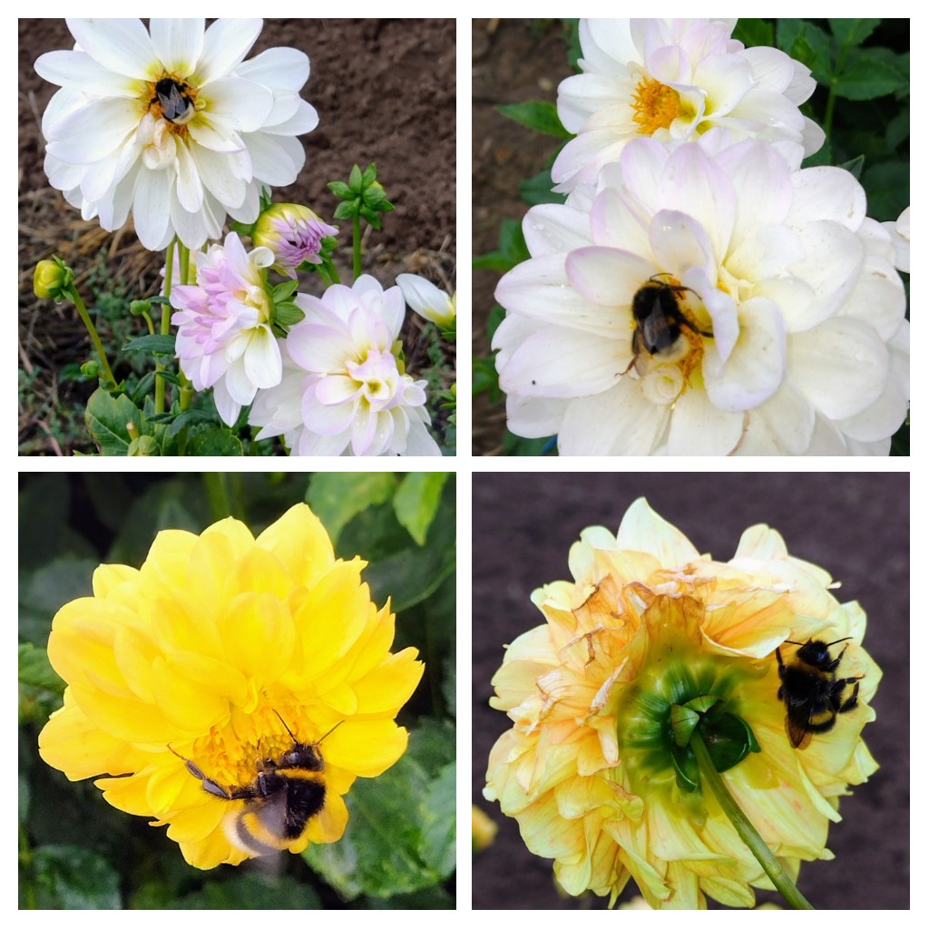 20220916_194540-COLLAGE