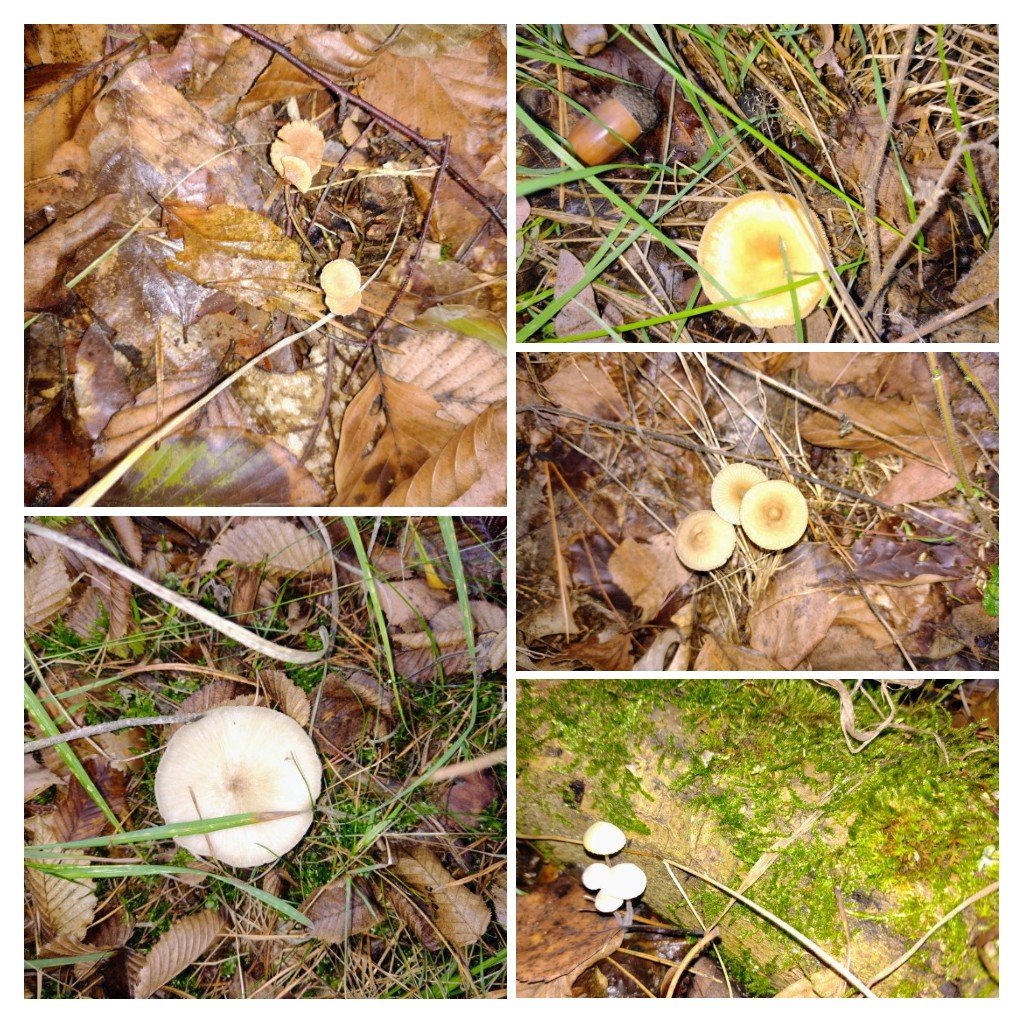 20220921_132312-COLLAGE