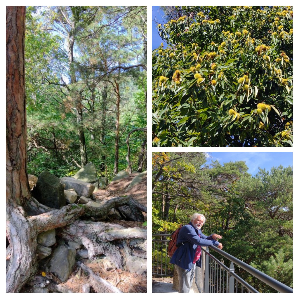 20221005_211000-COLLAGE