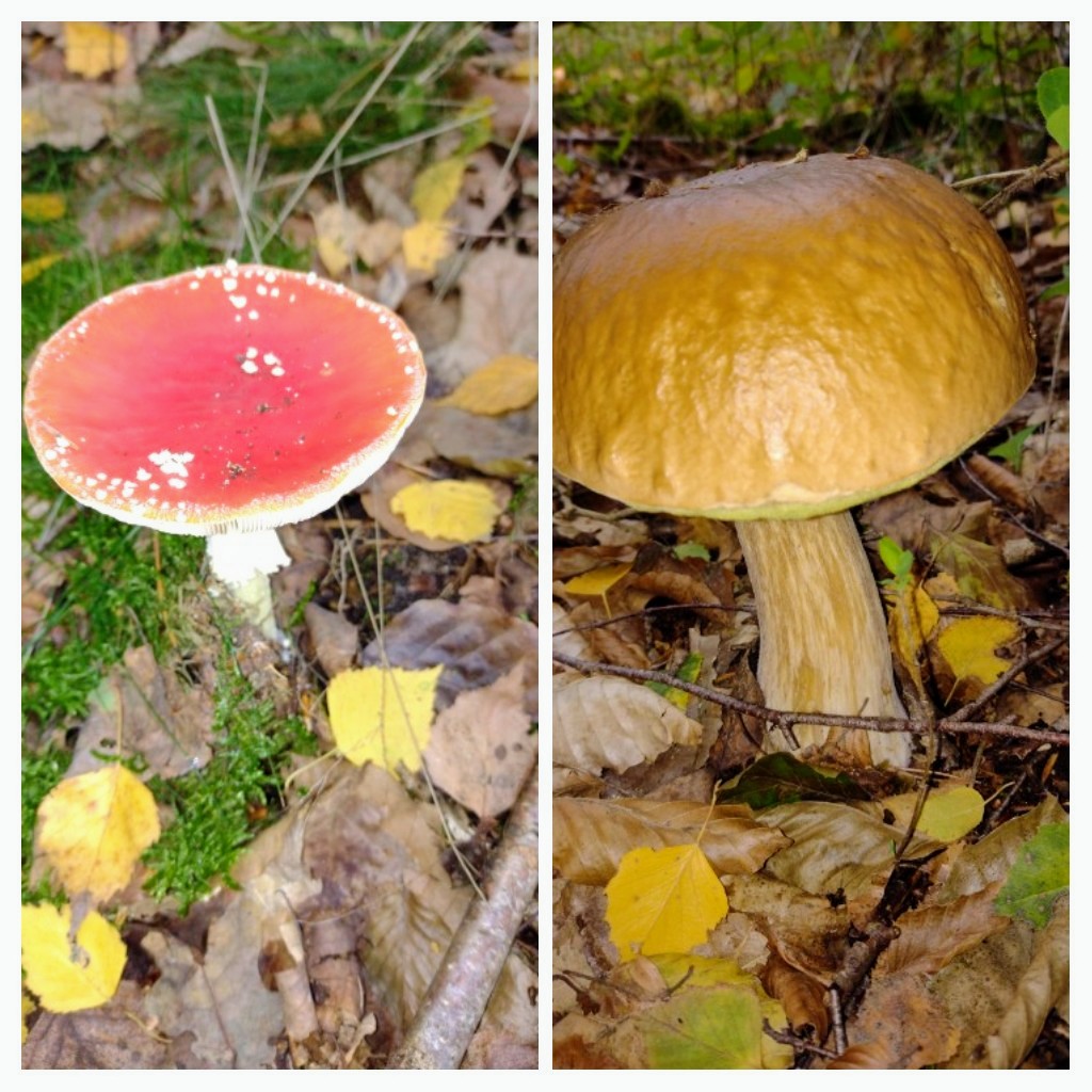 20221007_202642-COLLAGE