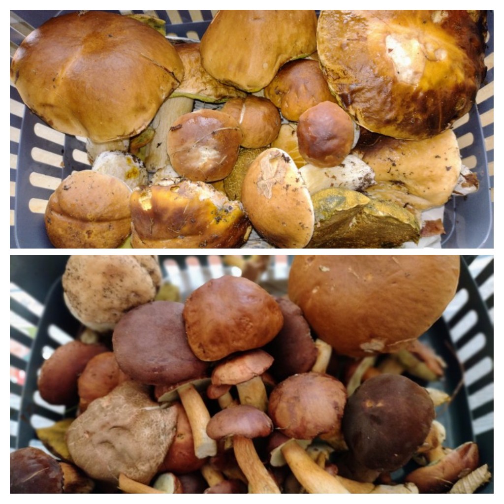 20221007_221910-COLLAGE