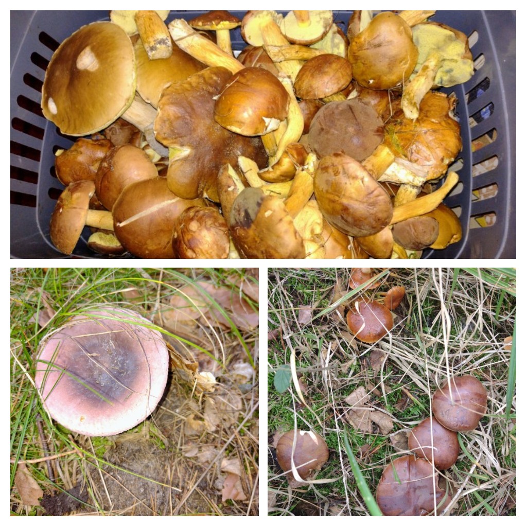 20221013_073231-COLLAGE