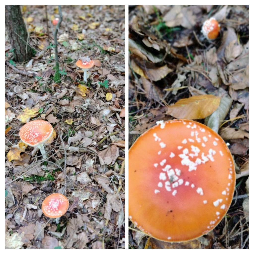 20221020_161241-COLLAGE