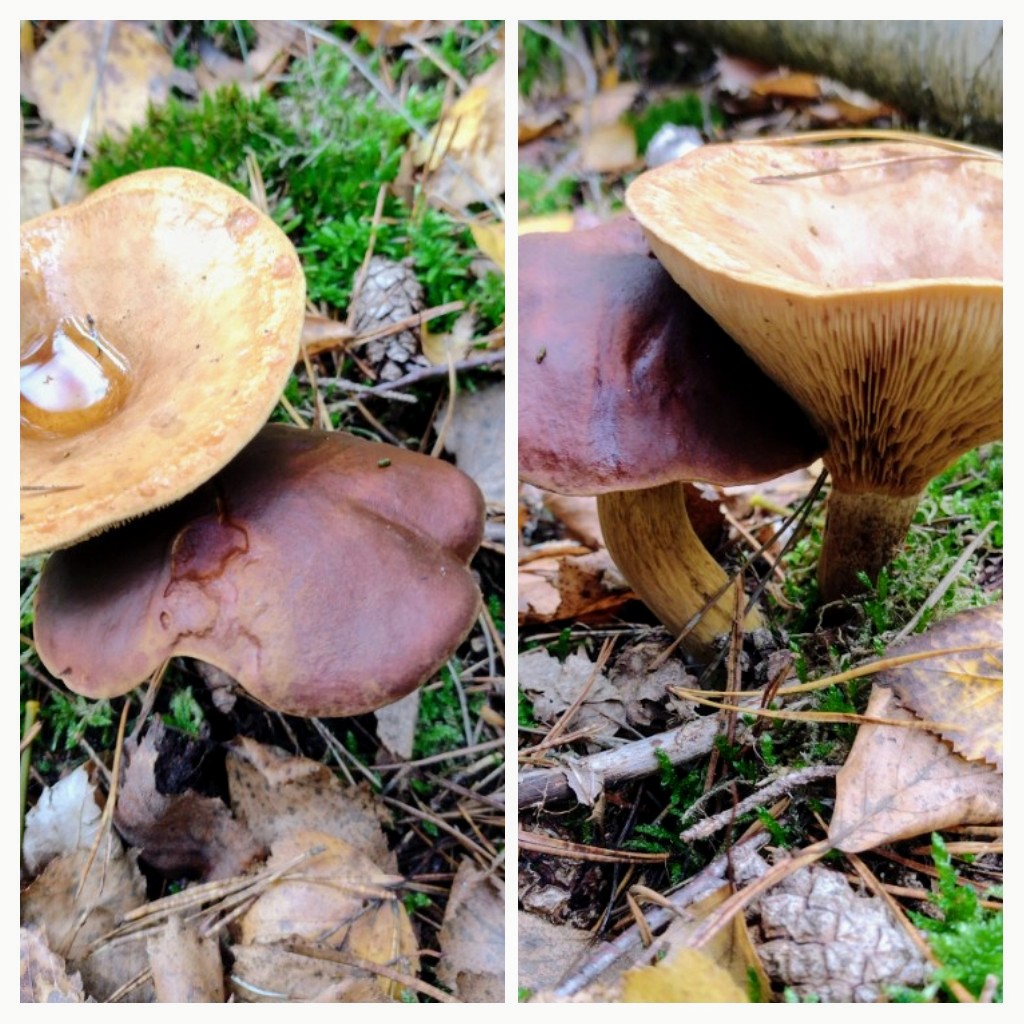 20221020_172922-COLLAGE