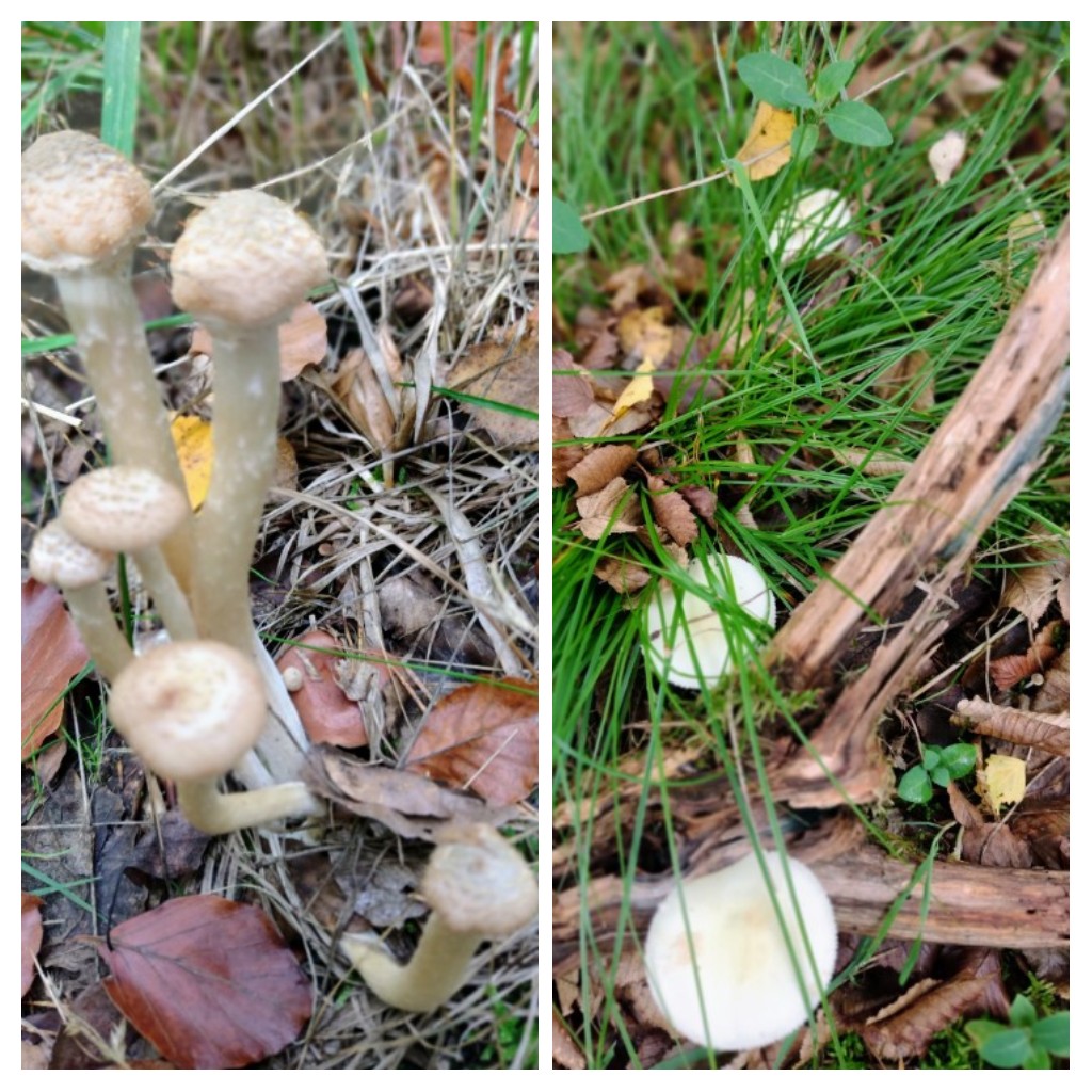 20221020_173101-COLLAGE