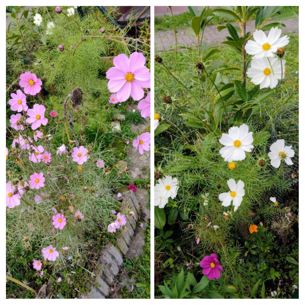 20221106_174855-COLLAGE