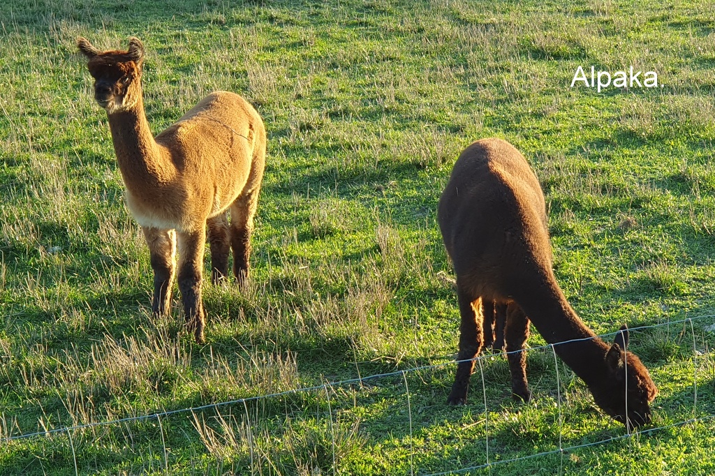 Alpaka.
