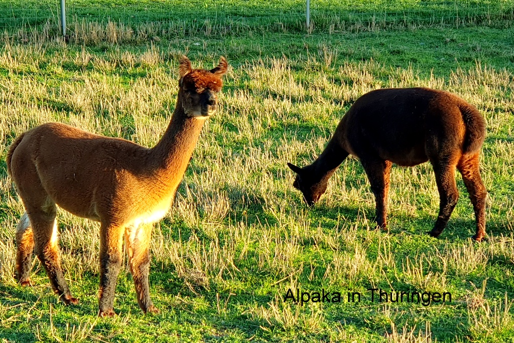 Alpaka in Thüringen