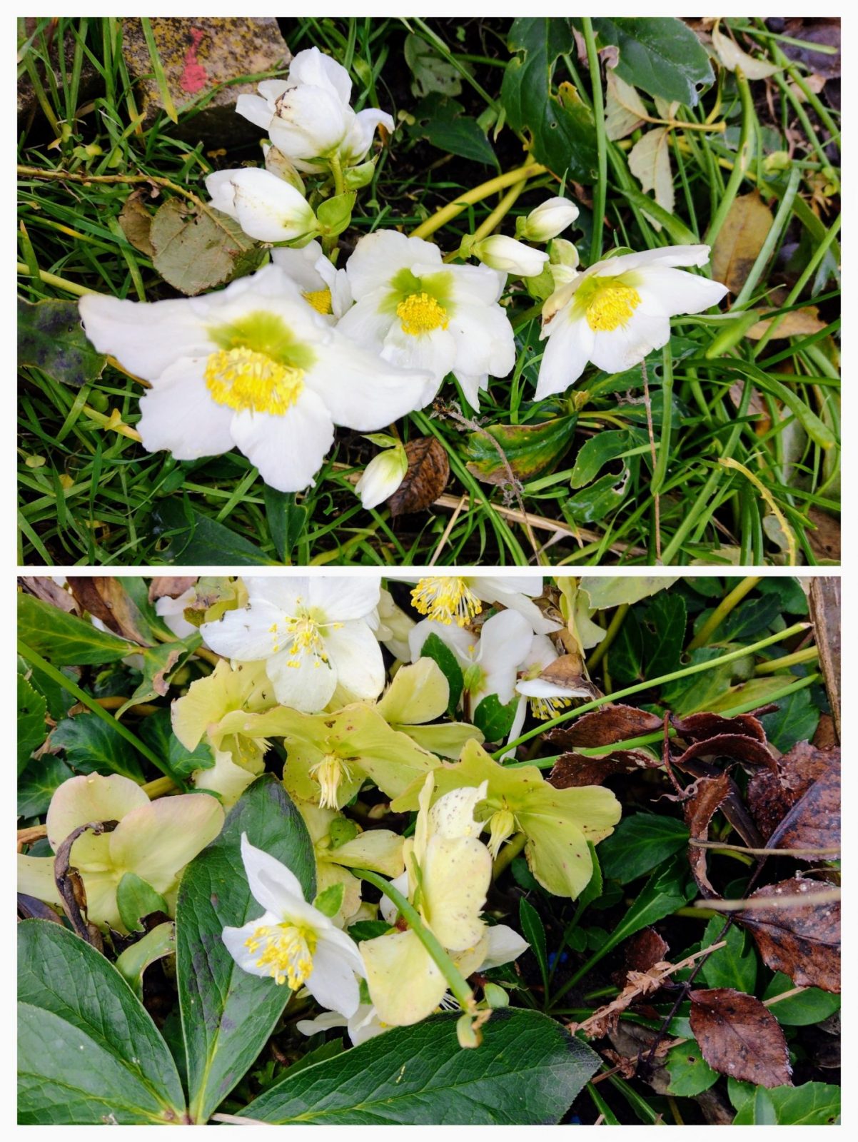 20221228_154114-COLLAGE