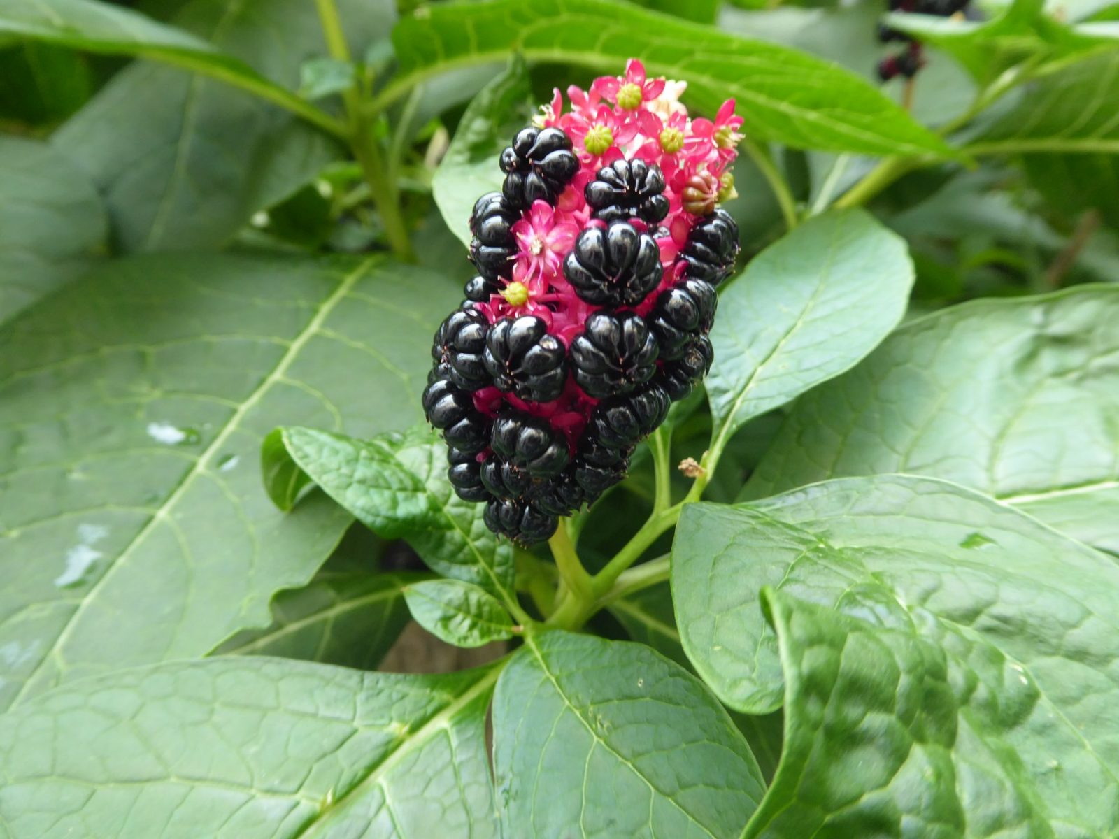 2023 ende juli bis 14 august (166)