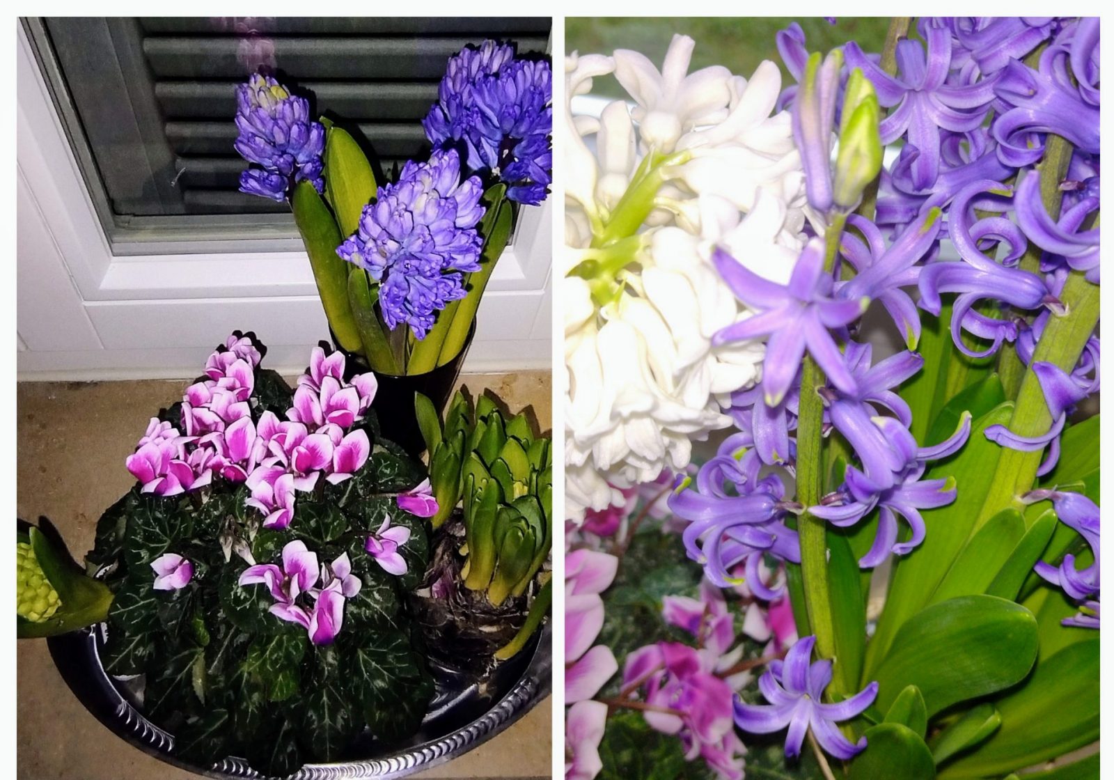 20230114_131425-COLLAGE