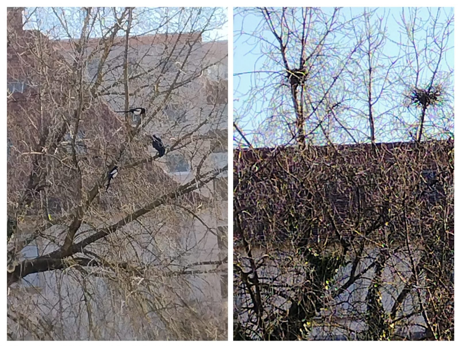 20230221_103008-COLLAGE