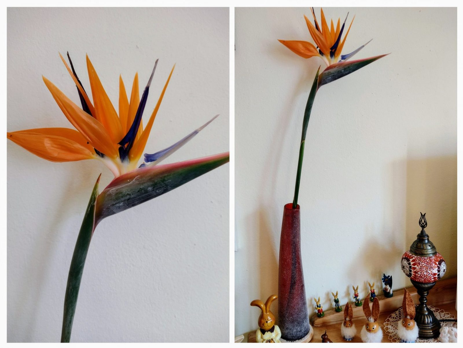 20230403_190445-COLLAGE