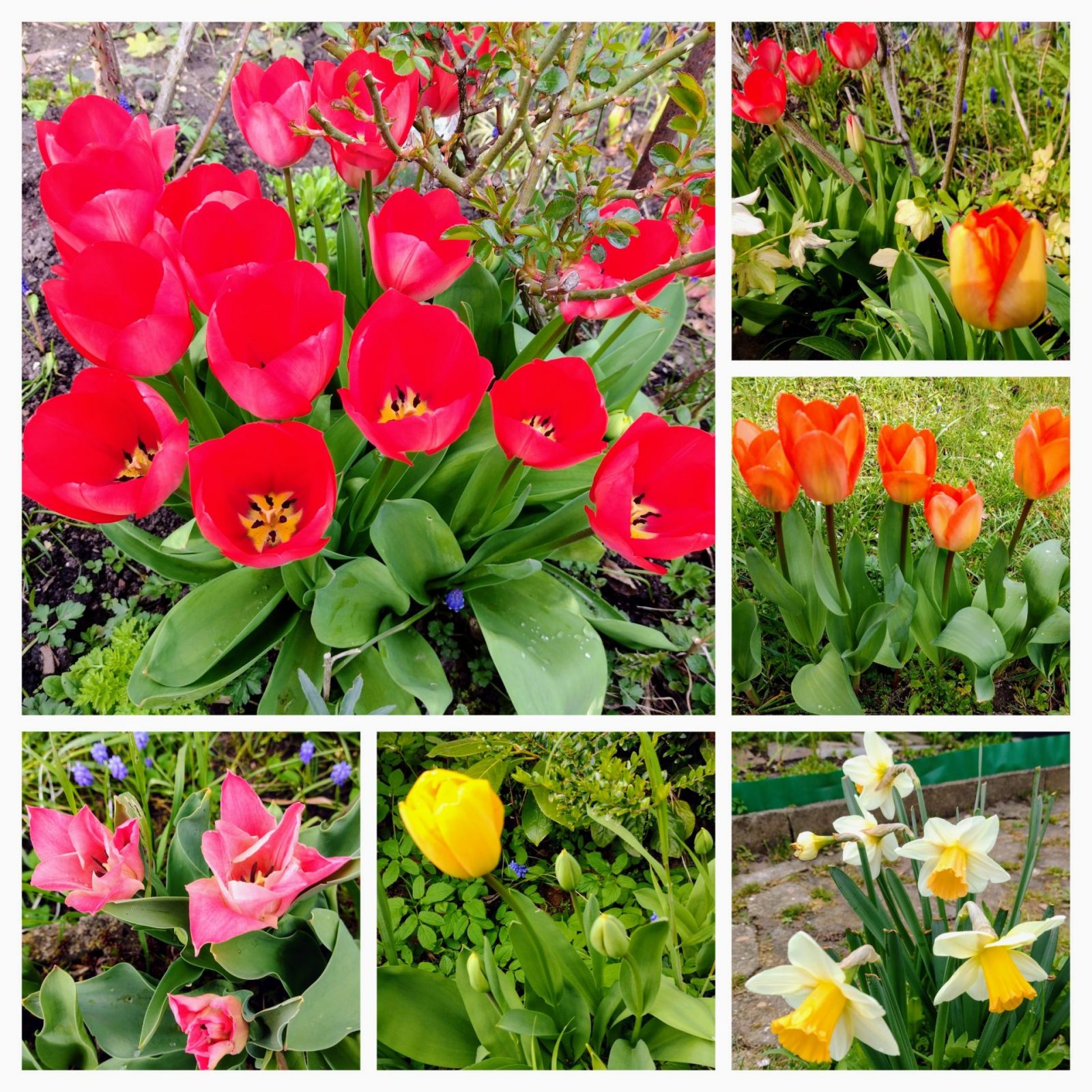 20230407_120611-COLLAGE