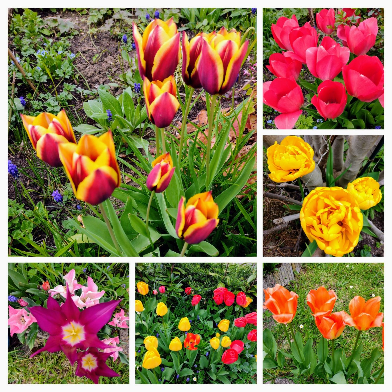 20230419_125141-COLLAGE