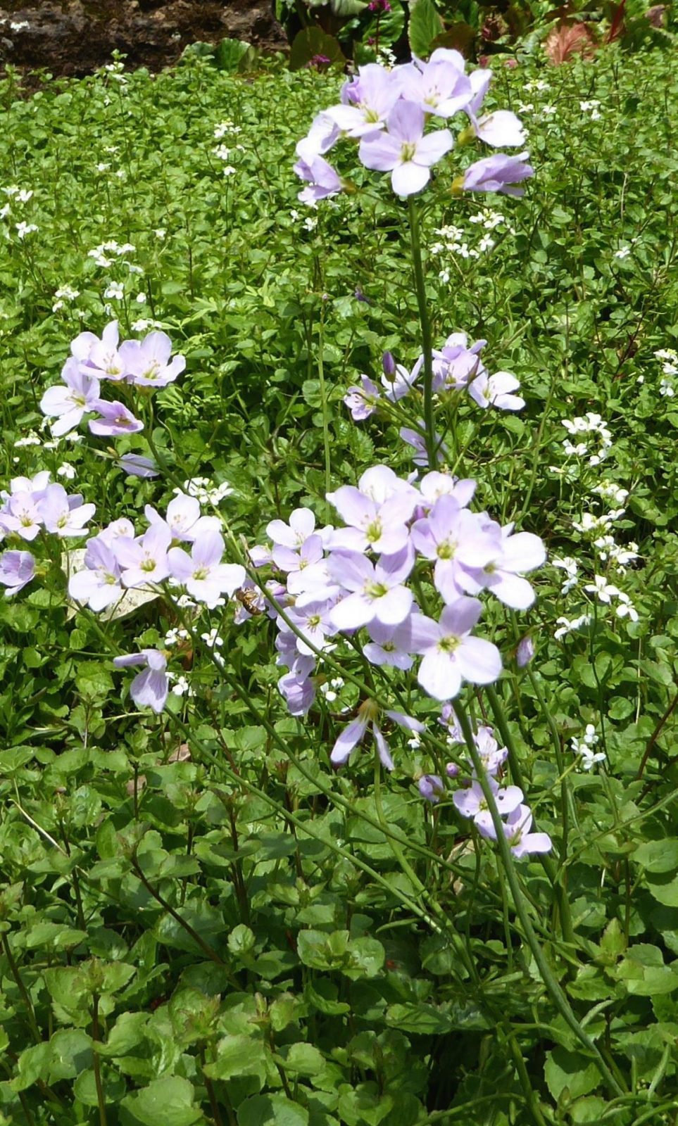 20230430 Bot. Garten (117)