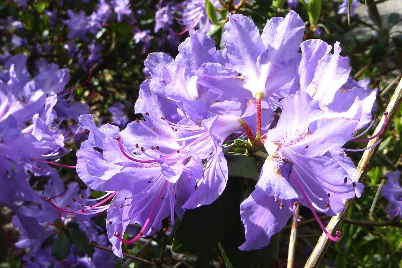 20230430 Bot. Garten (118)