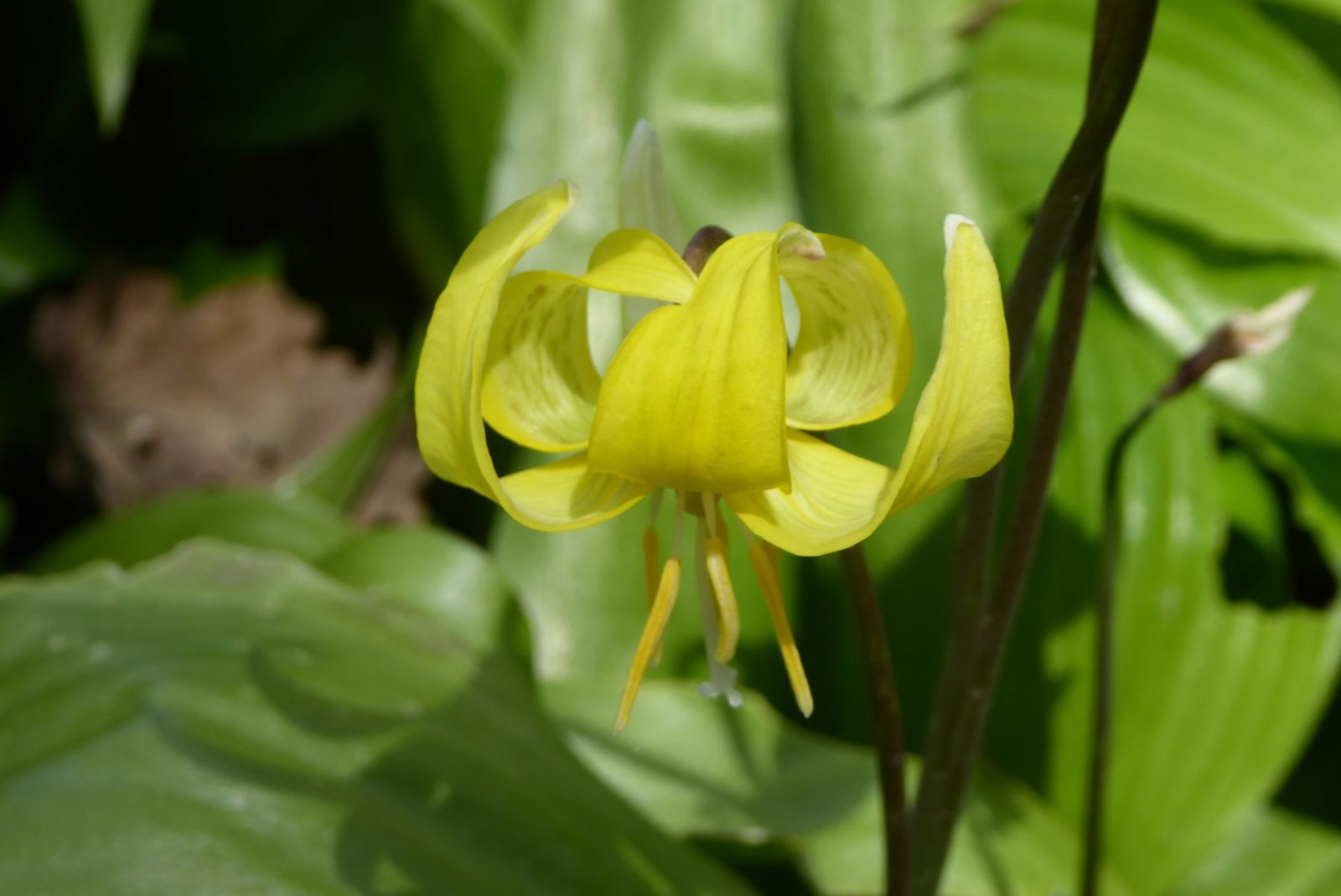 20230430 Bot. Garten (130)