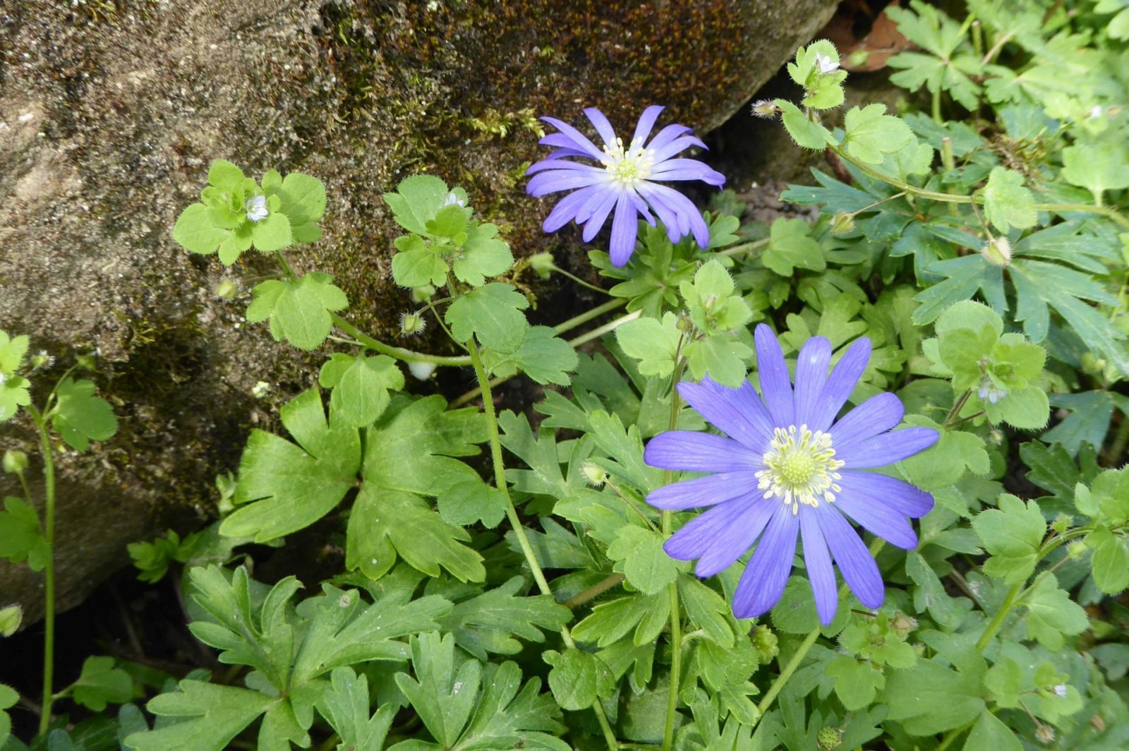 20230430 Bot. Garten (132)a