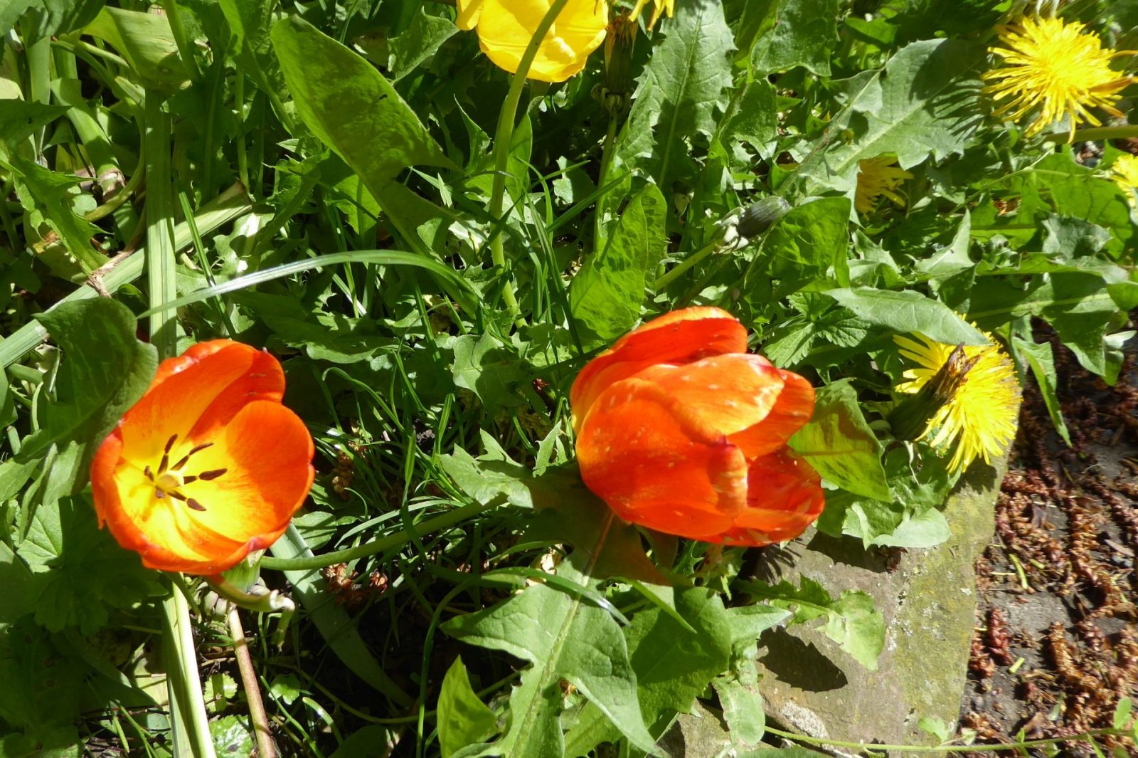 20230430 Bot. Garten (164)