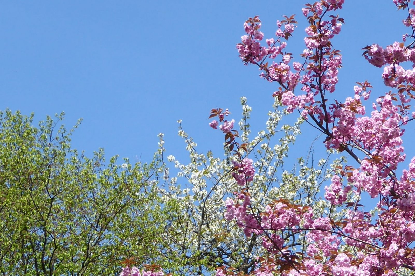 20230430 Bot. Garten (169)