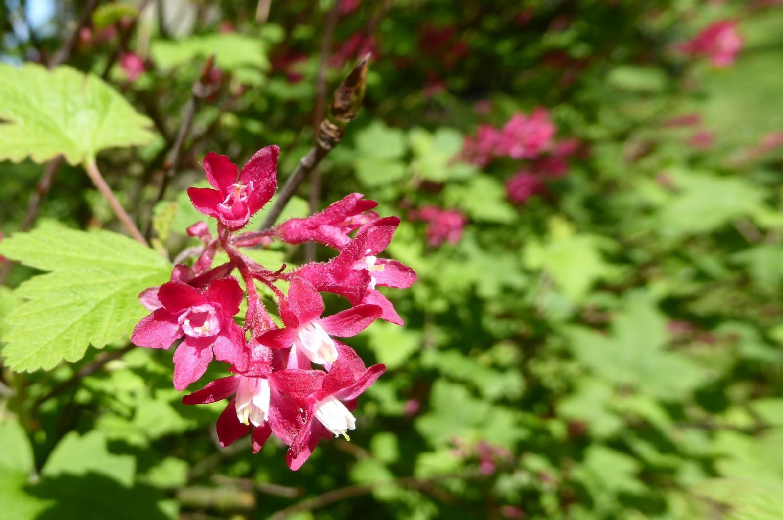 20230430 Bot. Garten (170)