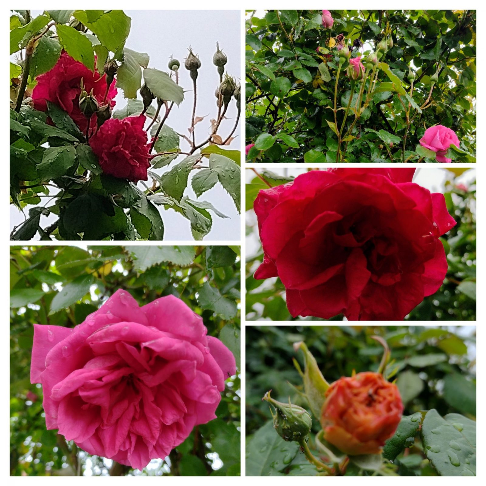 20230508_153122-COLLAGE