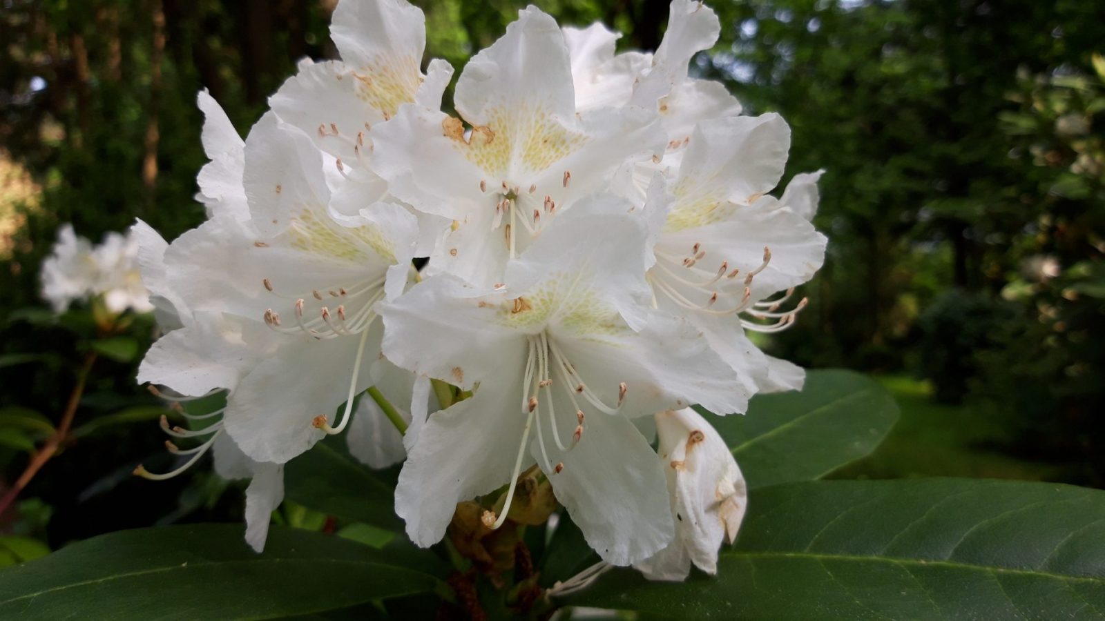 20230515 Rhododendron (1)